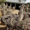 South African Black Neck Ostriches /South African Blue Neck Ostriches / South African White Ostriches