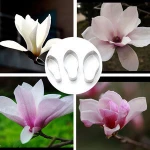 Stainless Steel Magnolia Flower Petal Fondant Mold Cake Tools Biscuit Cookie Cutter Baking Decorating Tools for Cakes