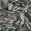 sunflower seeds 5009 363 (20/64 22/64 24/64)