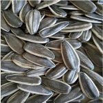 sunflower seeds 5009 363 (20/64 22/64 24/64)