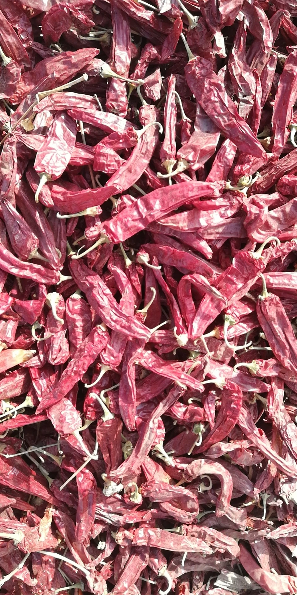 Super Quality Organic red pepper chili international price chilli dried
