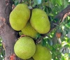 Sweet Subtropical Fresh Jack Fruit
