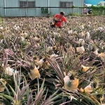 TAIWAN factory supply delicious pure natural Dried Style dry pineapple dried pineapple preserved fruit
