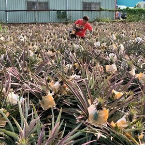 TAIWAN factory supply delicious pure natural Dried Style dry pineapple dried pineapple preserved fruit