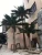 Tall Artificial Outdoor Coconut Palm Tree for Shopping Mall Indoor Decoration
