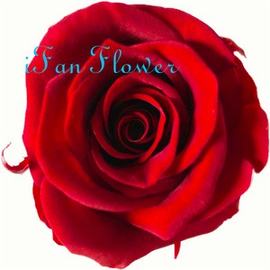 Valentine&#39;s Day Rose box luxury Fresh Cut dried wedding Flowers preserved  rose flower bud wholesale