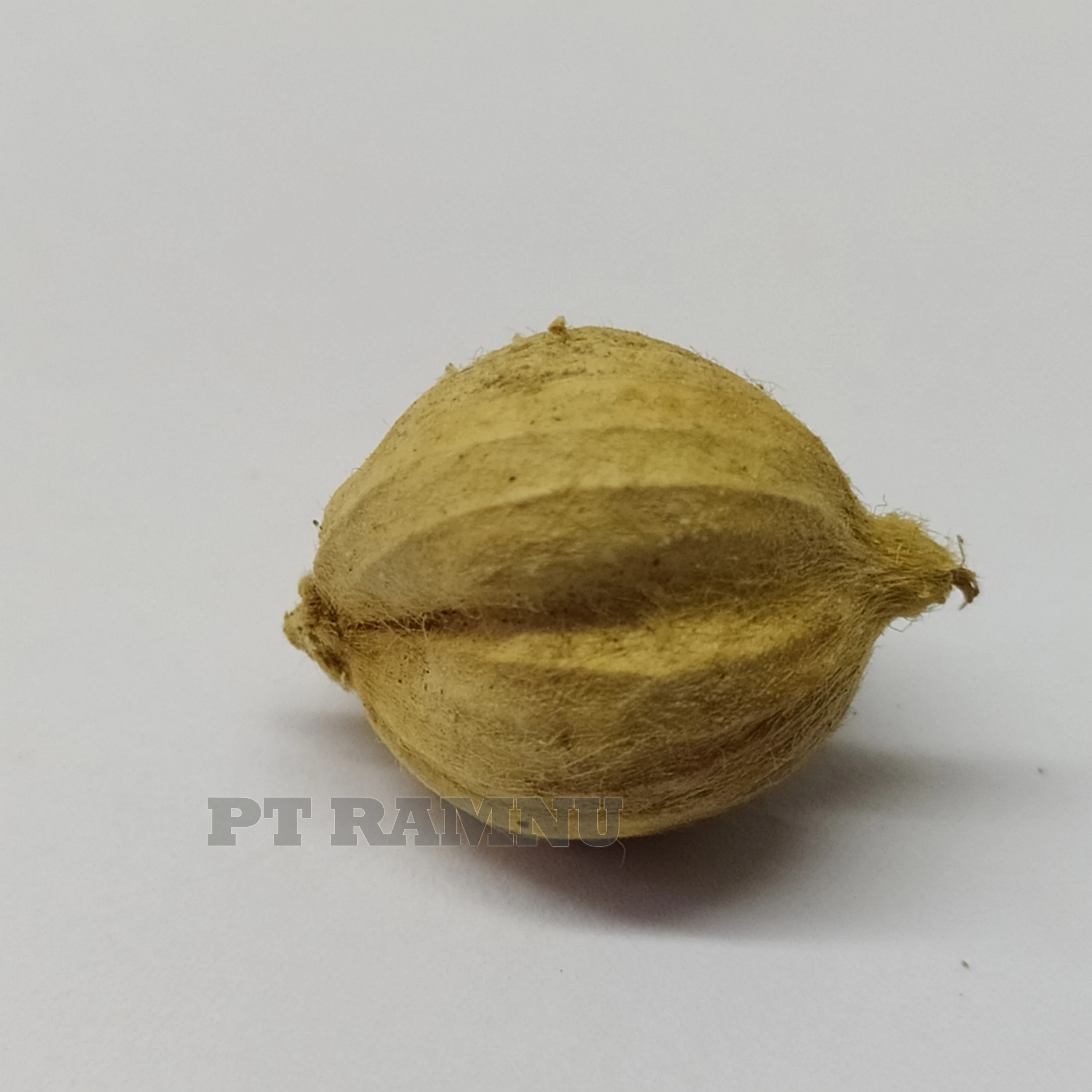 White Cardamom High Quality from Indonesia