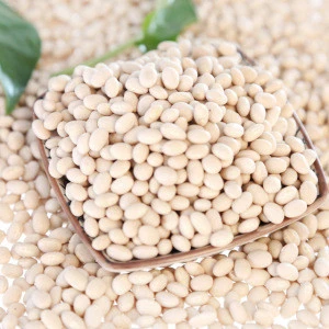 white kidney bean Navy beans at affordable price.