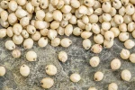 White Sorghum
