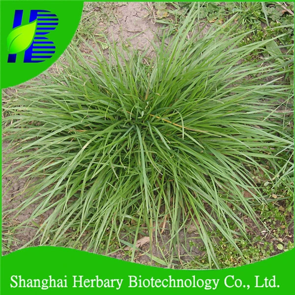 Wholesale English Ryegrass Seed For Pasture And Forage