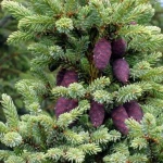 High Germination Rate Black Spruce Plant Seeds, Picea Mariana Seeds, Seedlings For Planting