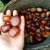 Import wholesale high quality fresh Chinese chestnut from China