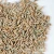 Import Widely Selling Useful Winter Rye / Rye Grain from Ukraine