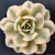Import Windflower&#39;s succulent botanical garden Korean No 1. Production farm specializing in succulents from South Korea