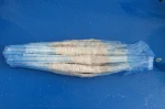 SALTED NATURAL SHEEP CASINGS FOR SAUSAGE