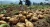 Import Indonesian Fresh Potatoes from Indonesia