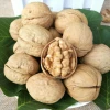 Chinese Xinjiang Xiner inshell walnuts supplier with a cheap price