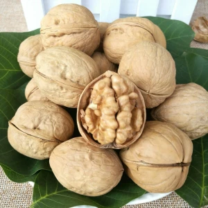 Dried or freshed inshell walnuts supplier from Chinese origin