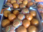 fresh Egyptian oranges