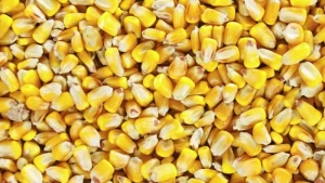Wholesale Yellow And White Maize Corn
