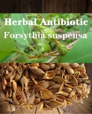 Herbal Antibiotic, Forsythia Suspensa Extract, Antimicrobial, Used In Livestock & Poultry