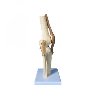 Human Plastic Natural Knee Joint Model with Ligament