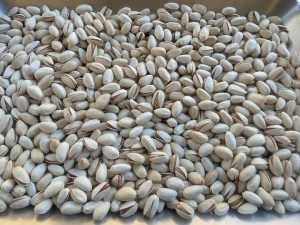 Quality Pistachio Nuts Exports from Kenya