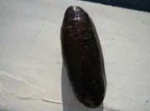 High Quality Holothuria Poli Sea Cucumber