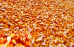 Premium Quality Yellow Corn