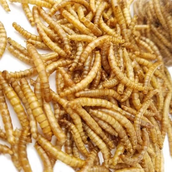 Yellow Frozen Mealworms For Pet Birds Food from Agro Marketers, South