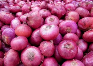 EXPORT QUALITY RED ONIONS