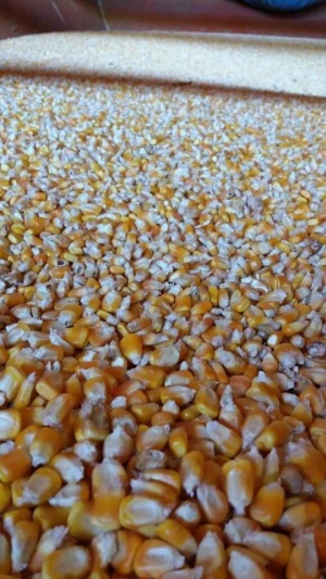 Yellow corn (Grade - 2 for Animal Feed)