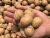 Import Dried or freshed inshell walnuts supplier from Chinese origin from China