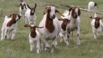Goat meat