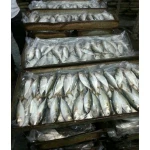 Indian Mackerel fish