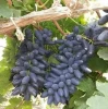Sharad Grapes