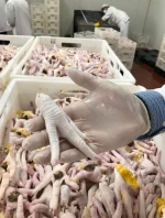 Frozen Chicken Feet/ Good Quality Halal Frozen Chicken Paws for Sale