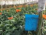 10 cm x 25 cm Blue Card Trap 10 Piece