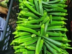 Wholesale Reliable Iqf Vegetable Frozen Whole Okra