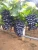 Import Sharad Grapes from India