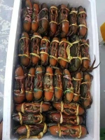 Mud Crabs