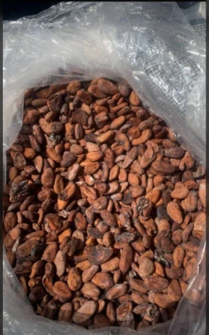 Food Grade COCOA BEANS