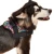 Import Hight Quality Dog Vest Harness from China