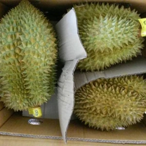 Fresh Durian from South Africa Premium Grade