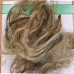 Cow/Ox,Tail Hair