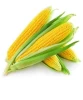 Fresh Yellow & White Maize, Dried Yellow & White Corn