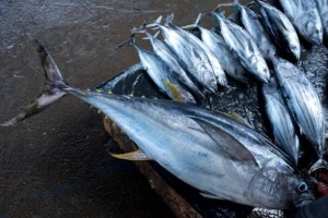 Frozen Yellowfin Tuna