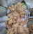 Import Big Ginger from Indonesia