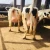 Import Pegnant holstein cow from South Africa