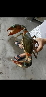 Live high quality mud crabs